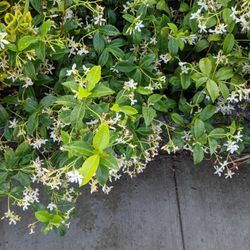 Jasmine