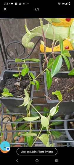 Small Green Vine Plants in Pots