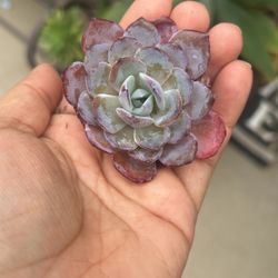 Tiffany Blue Korean Import 