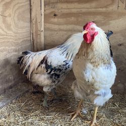 FRESH ORGANIC EGGS