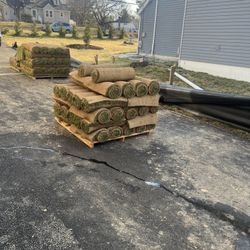 Fresh Sod Cut Every Mornig 