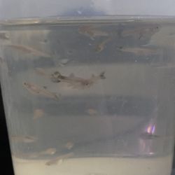 Aquarium 