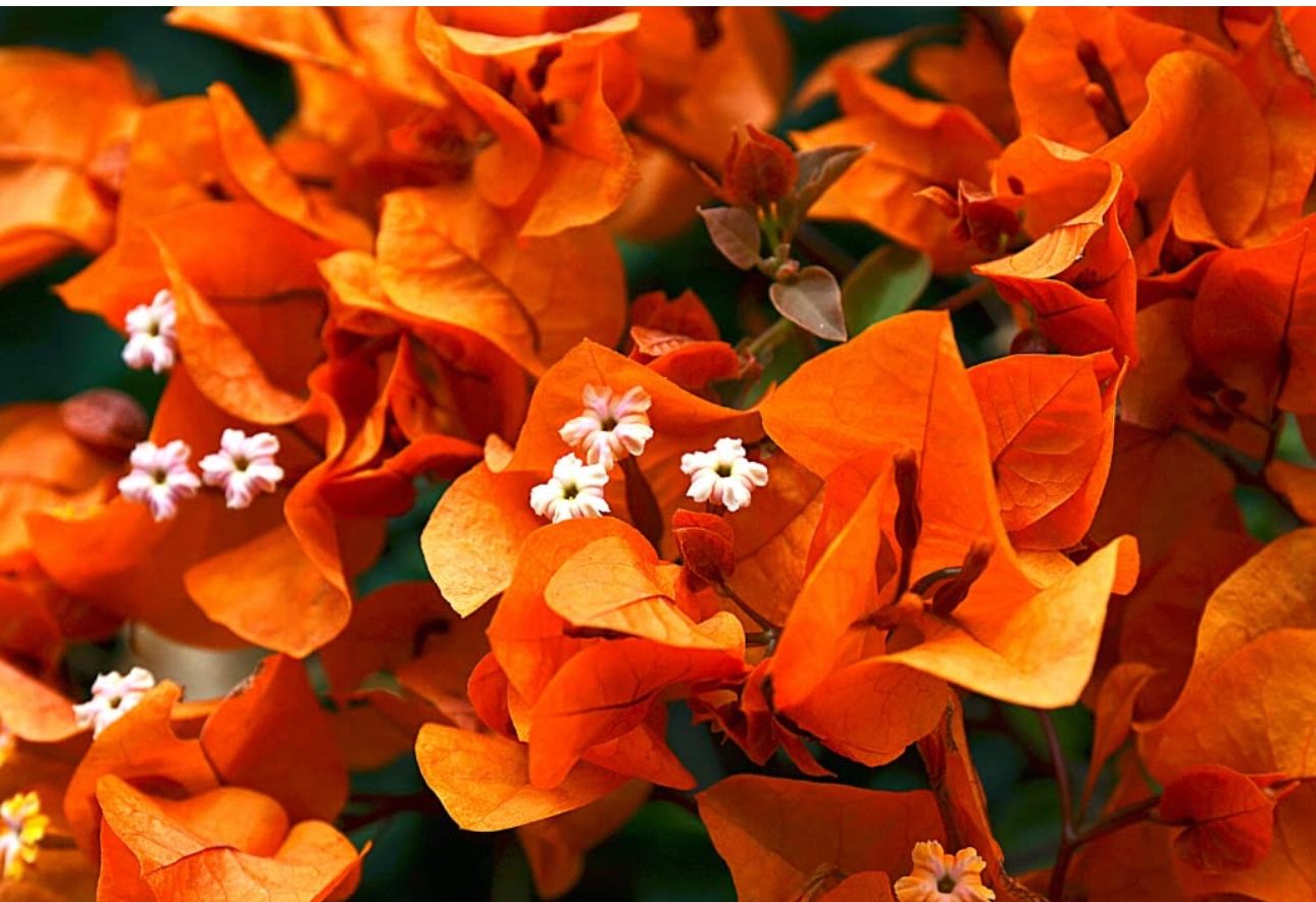 Orange Bougainvilleas 🪴🧡
