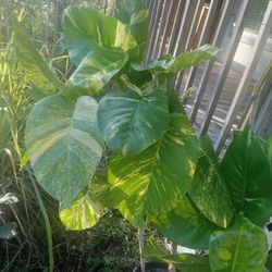 Photos Plant O Telefono