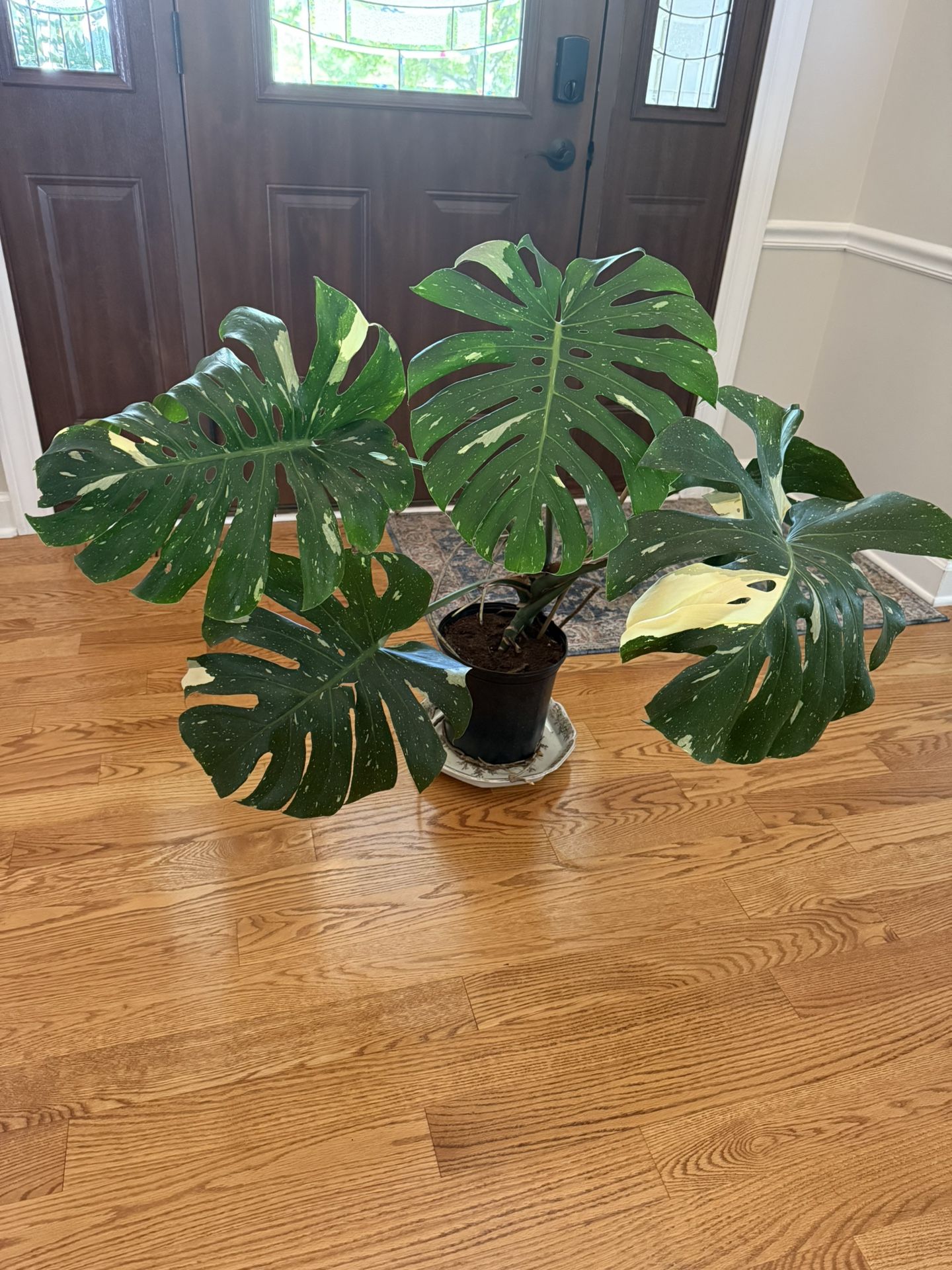Large Tai Constellation Monstera Plant