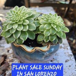 PLANT SALE  Today SUNDAY IN SAN LORENZO. ALL TYPES. STARTS AT 1PM