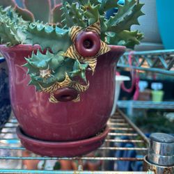 Cactus No Sé Cómo Se Llama, Pero Yo Le Puse Cactus Zebra