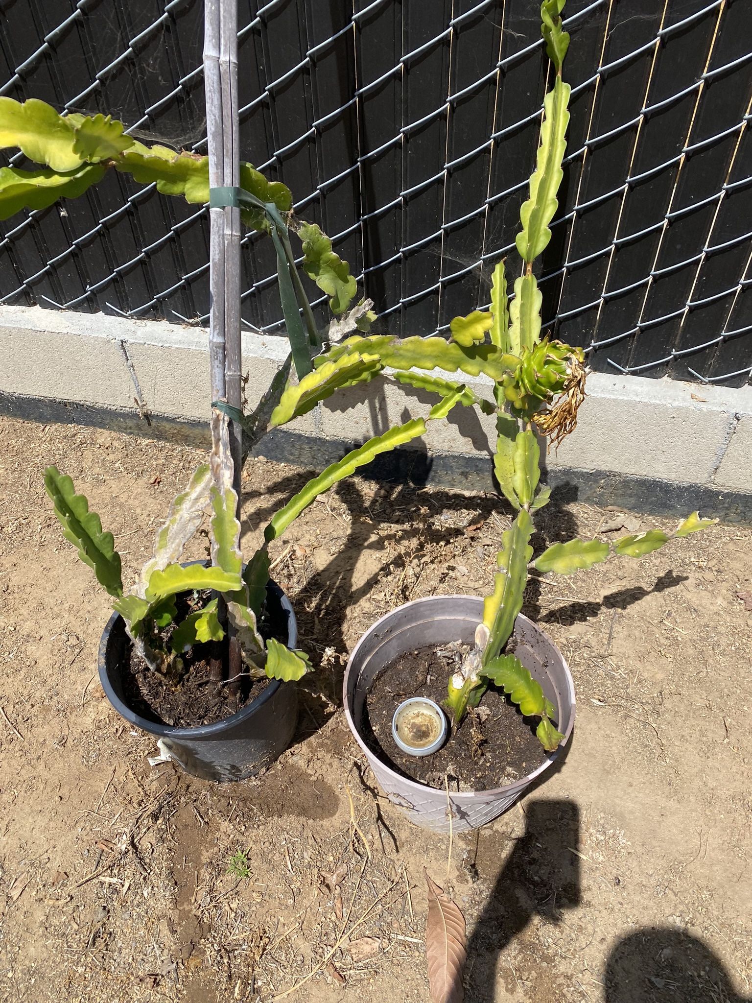 Dragonfruit Plants