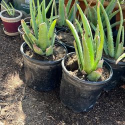 Aloe Vera Plant 