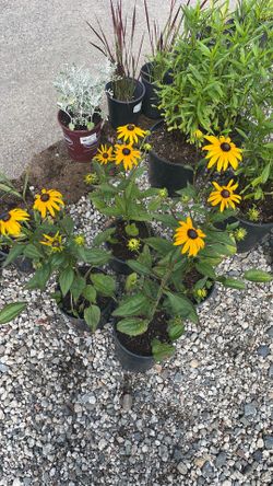 Black-eyed Susans