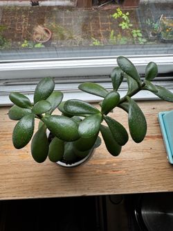 Small jade plant