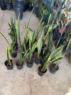 Snake plant