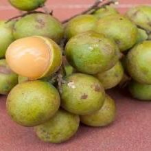 GUINEP/ QUENEPA /Mamoncillo kenepa