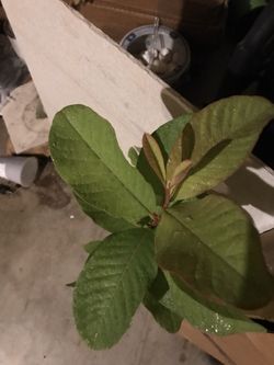 Guava plant