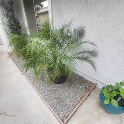 Palm Trees