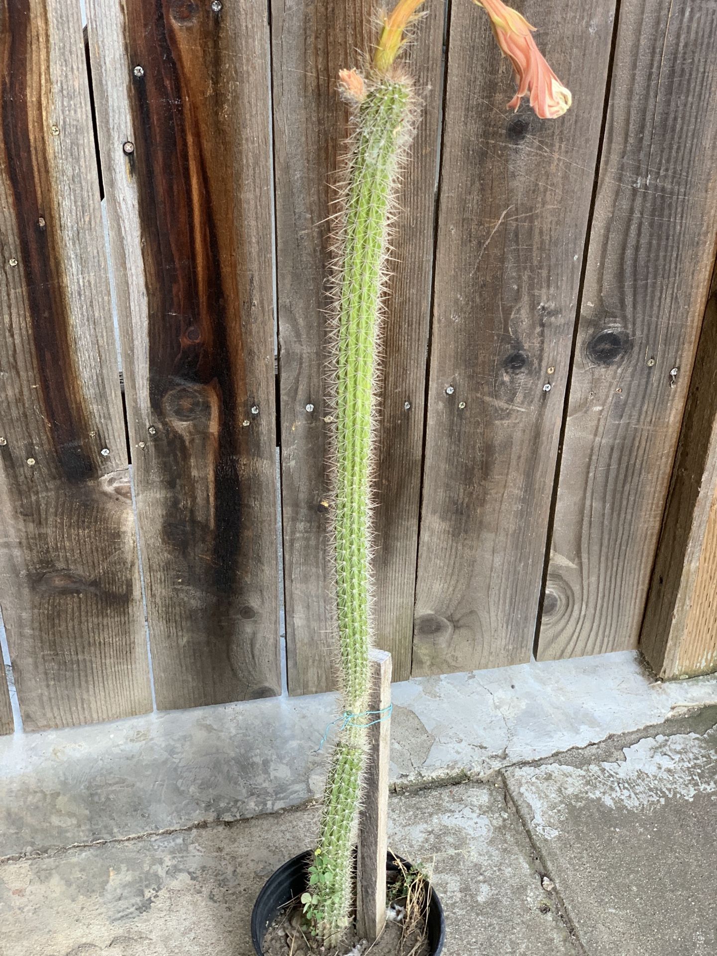 Torch Cactus Trichocereus Grandiflorus Potted Plant 1 Gallon Pot Cash only