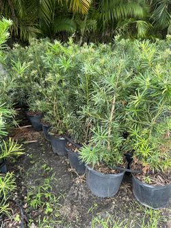7 Gallon Podocarpus 3-4’ High Pickup Only 