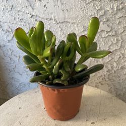 4 Inch Pot Succulent Plant - Crassula Ovata - Gollum ET's Fingers Jade - Rooted & Established - Drought Resistant 🪴 