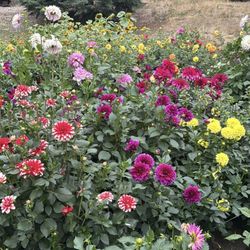 Dahlia Clumbs And Tuber Mystery Varieties 