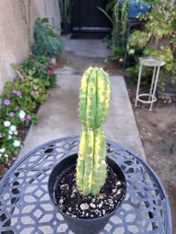 Small Variegated San Pedro Cactus 🌵 $35