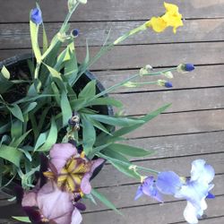Iris Bulbs / Plants 