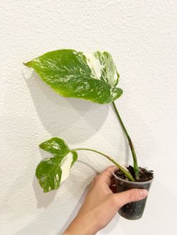 Albo Monstera