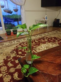 epipremnum aureum money plant