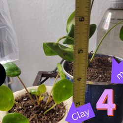 House Plants!
