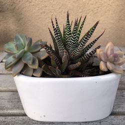 Succulent Arrangement In Ceramic Pot 
