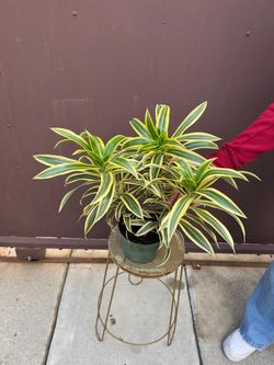 6” dracaena song of india