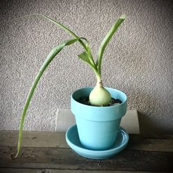 Pregnant Onion Plant in Blue Ceramic Pot w Saucer