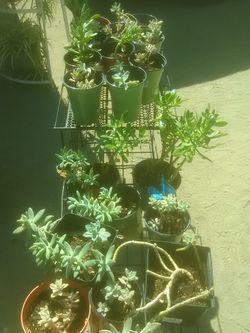 Succulents