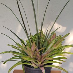 Big Plants In Pot