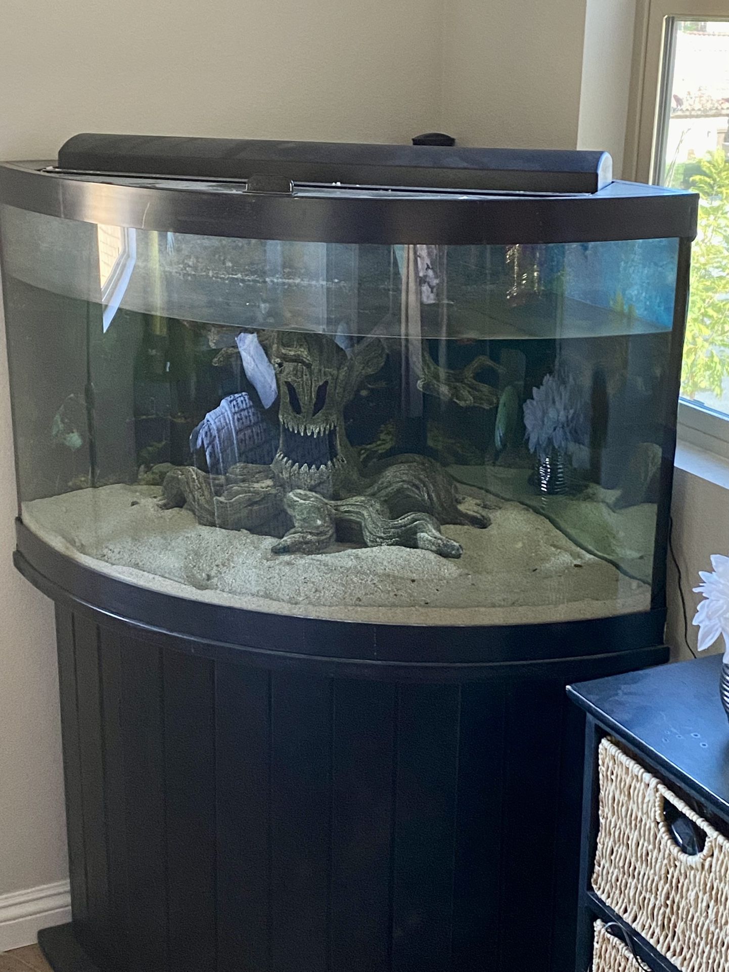 55 Gallon Saltwater Corner Fish Tank