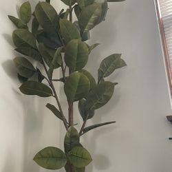 House Plant and Basket