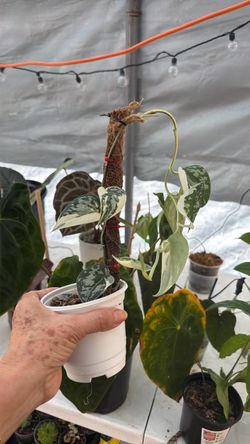 Scindapsus Mayari Variegated