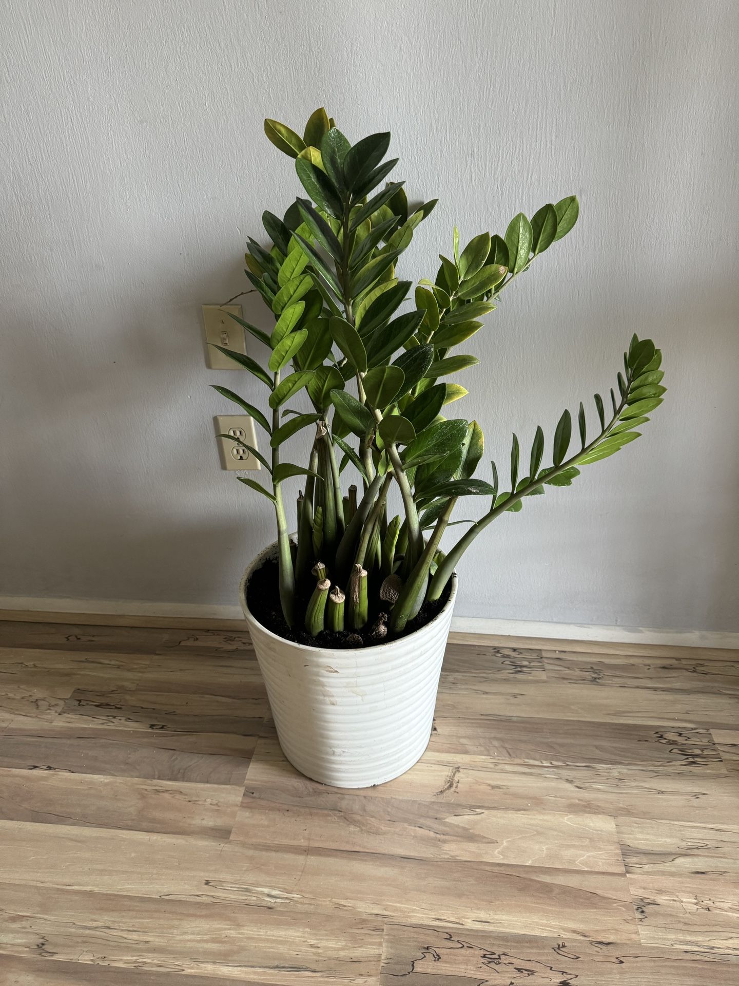 Zz Plant In Big Ceramic Pot