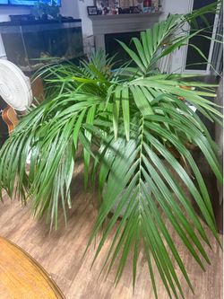 Large living palm tree for indoor or outdoor