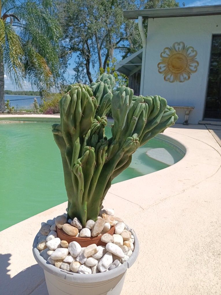19x9x9" Monstrose Peruvian Apple Cactus Cutting $60 -Ship $15 or Deltona, FL Pickup