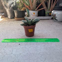 Green Dragon Gasteria 2