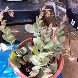 Mother Of Millions Plant 