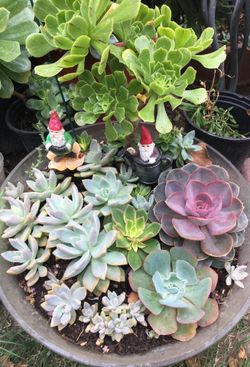 Assorted plants