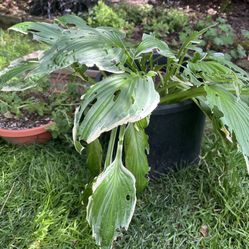Free Plants, Pots, Bee Box