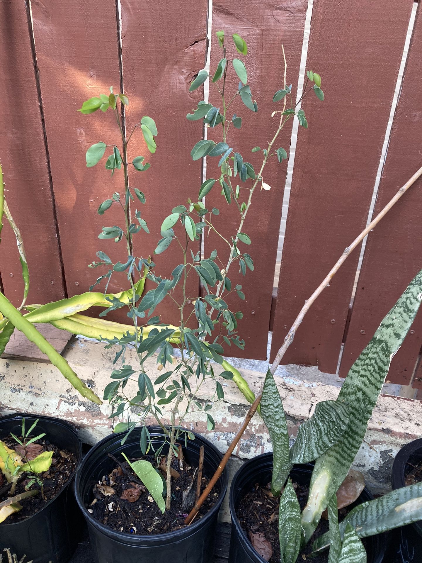 Guamuchil