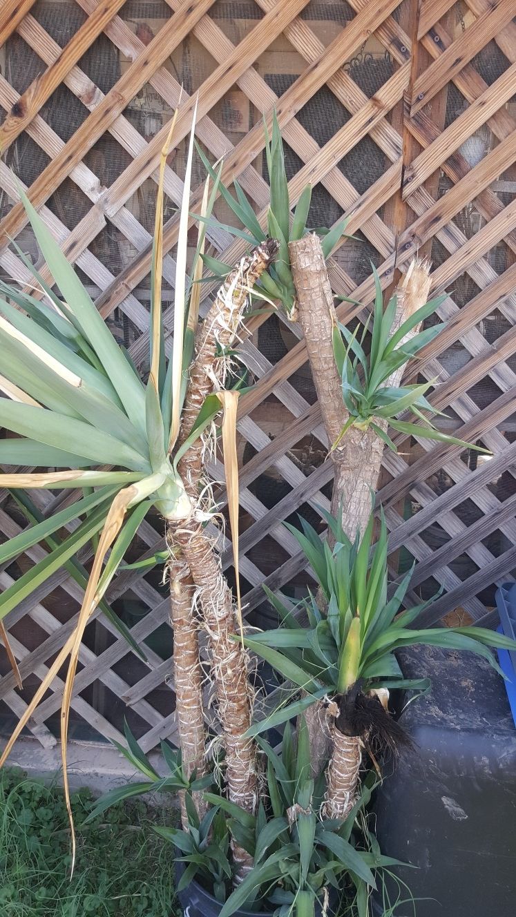 56" Rooted Yucca, 3 pictured