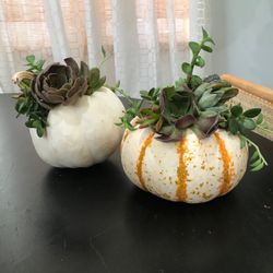 Pumpkin Succulent Decorations