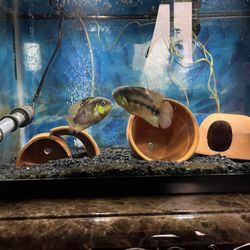 Fish Tanks And Decoration