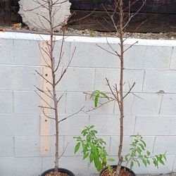 Fruit  Trees