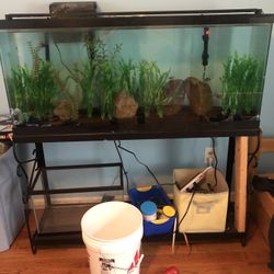 55 Gallon Fish Tank