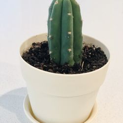 Cactus Plant, So Cute!